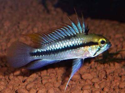 apistogramma trifasciata