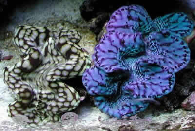 Tridacna squamosa
