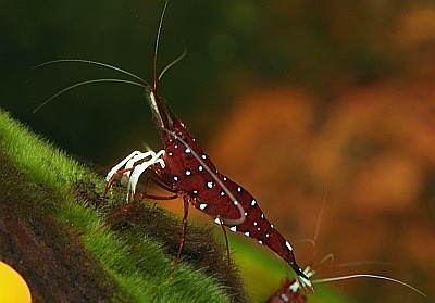 Neocaridina dennerli