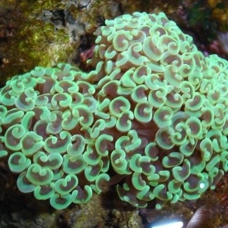 Euphyllia parancora