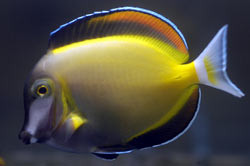 Acanthurus japonicus