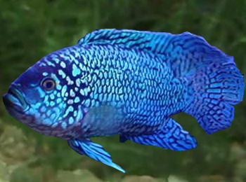 Cichlasoma octofasciatum blue dempsey