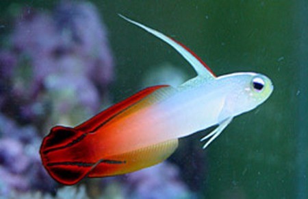 nemateleotris magnifica