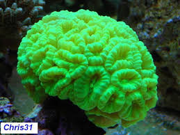 Caulastrea verde 