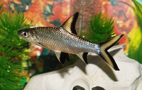 Balantiochelius