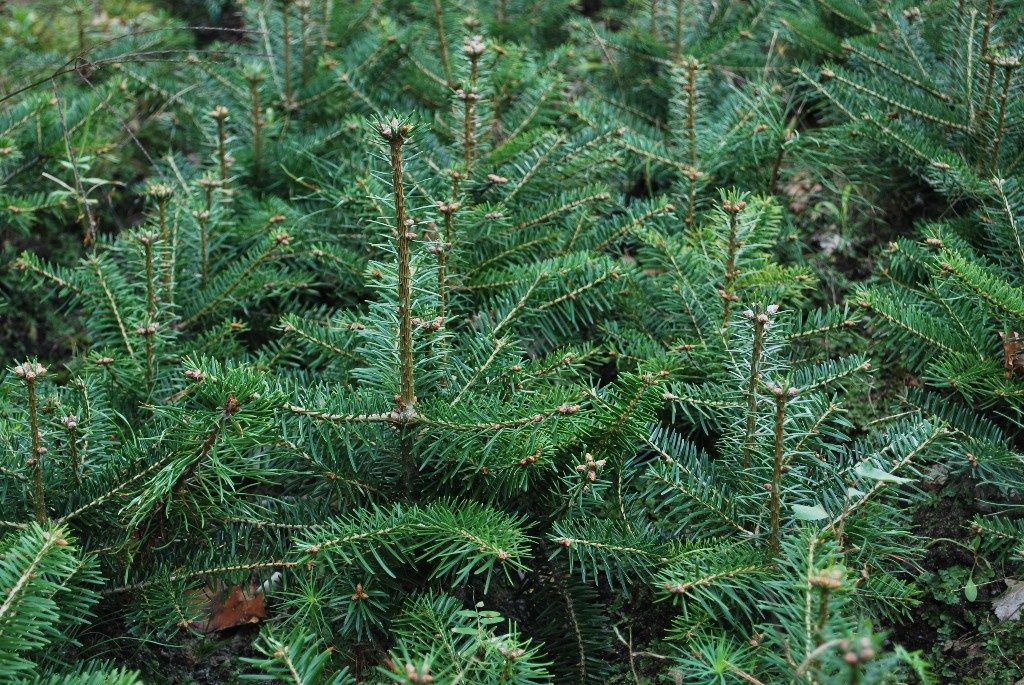 Künstlicher Weihnachtsbaum oder Cermeter Nordmanntanne?