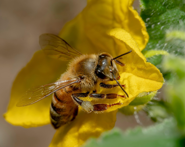 Was sind Bienennährpflanzen, Bienentrachtpflanzen beziehungsweise Bienenweiden?
