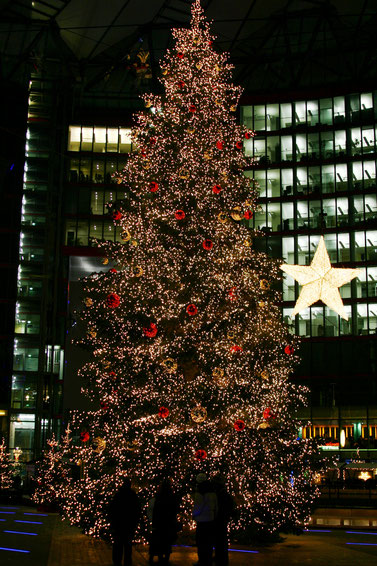 Christbaumsetzlinge als Weihnachtsgeschenk?
