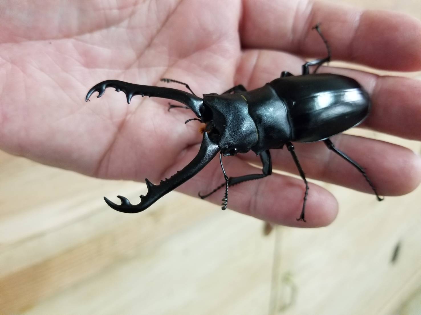カブト クワガタ販売 ペットショップricky Petshop Ricky ペットショップricky 岩手県盛岡市 珍獣エキゾチックアニマル専門店 ペット買い取り 東北全域 関東まで出張買い取りもしています