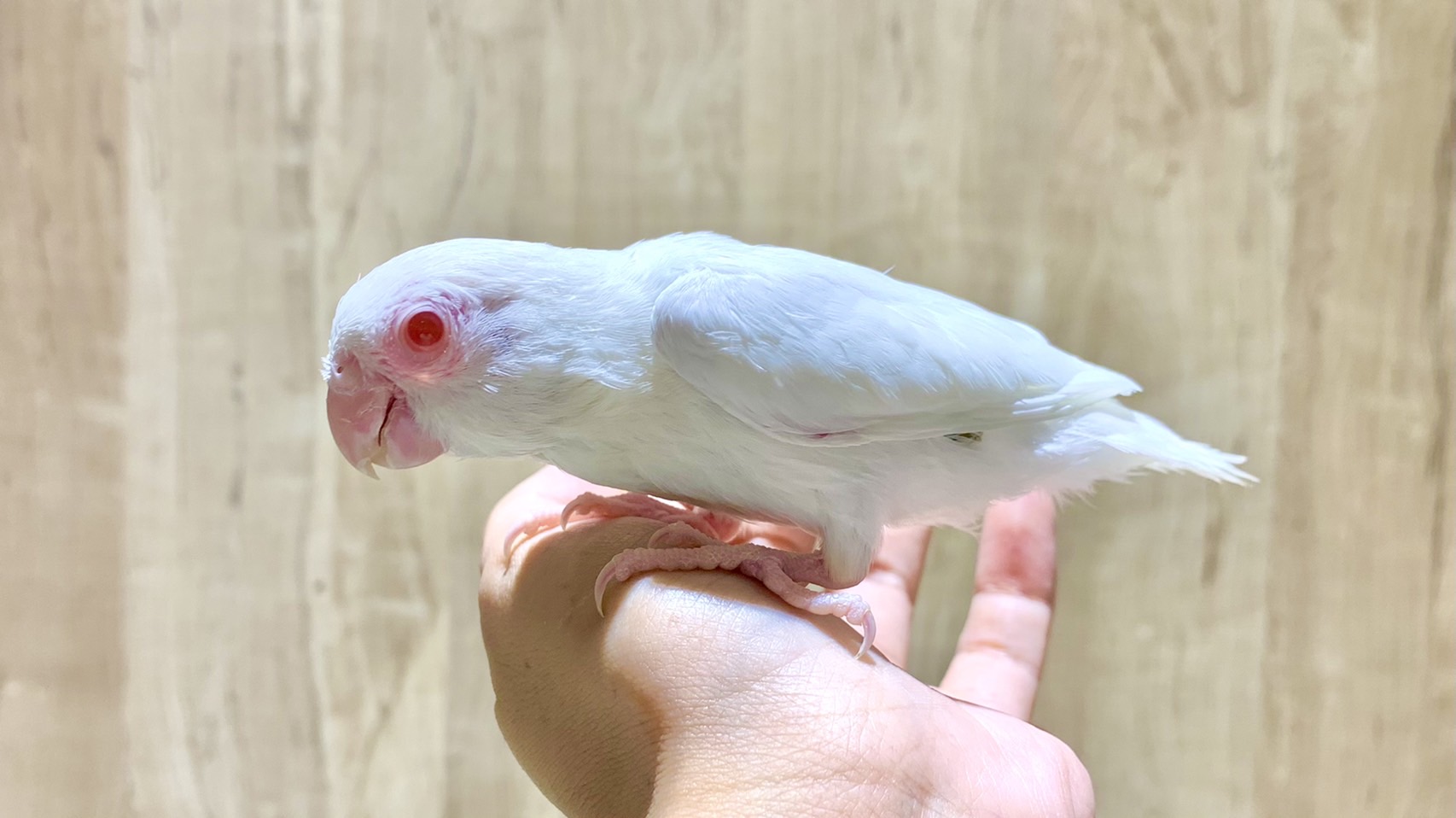 マメルリハ 販売 ペットショップricky 岩手県盛岡市 珍獣エキゾチックアニマル専門店 ペット買い取り 東北全域 関東まで出張買い取りもしています マメルリハ 販売 ペットショップricky 岩手県盛岡市 珍獣エキゾチックアニマル専門店 ペット買い取り 東北全域 関東まで出張買い取りもしています