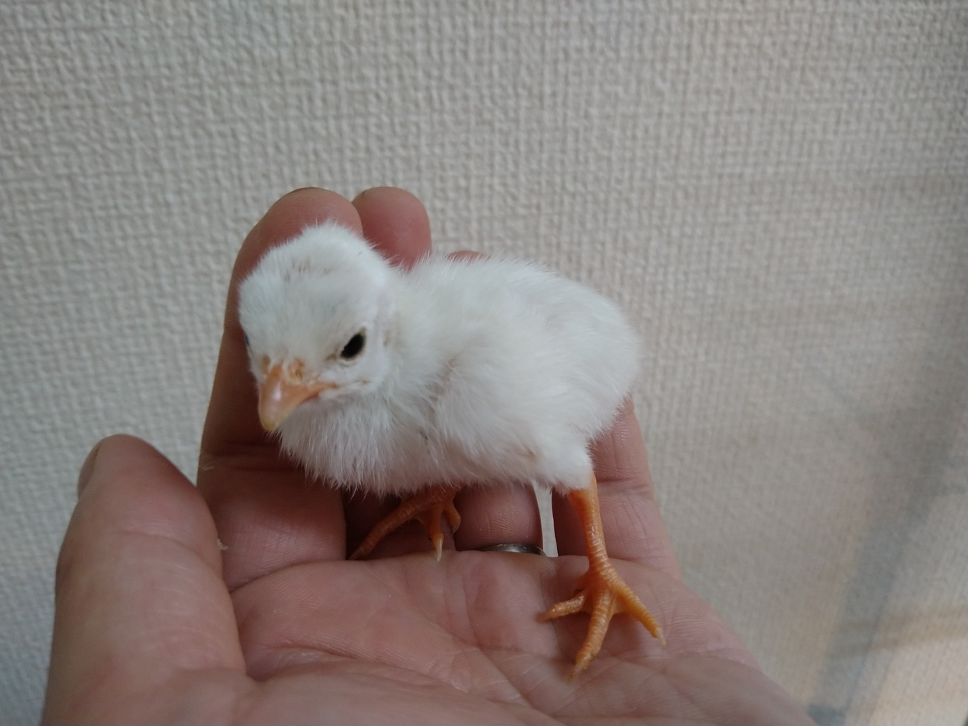 ホロホロ鳥 販売 ペットショップricky 珍獣エキゾチックアニマルエキゾチックアニマル専門店 盛岡店 仙台店 青森店 秋田店 福島店 栃木店 ブリーダーズショップ ペット買い取り 東北全域 関東まで出張買い取りもしています