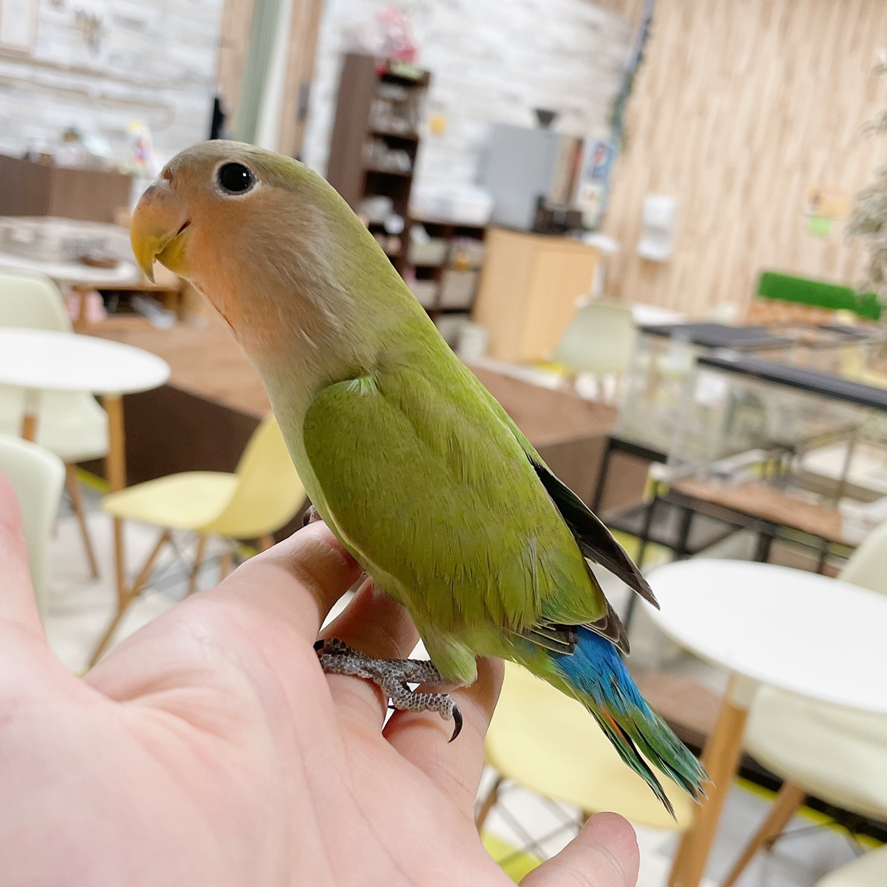 コザクラインコ 販売 ペットショップricky 珍獣エキゾチックアニマルエキゾチックアニマル専門店 盛岡店 仙台店 青森店 秋田店 福島店 栃木店 ブリーダーズショップ ペット買い取り 東北全域 関東まで出張買い取りもしています