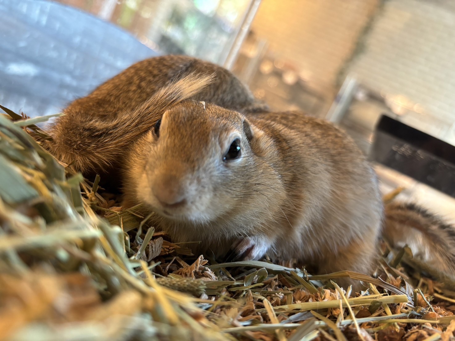 ジリス・リス 販売 - ペットショップRicky /珍獣エキゾチック