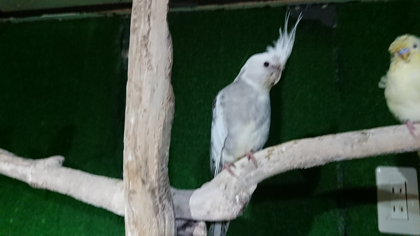 インコ 小鳥販売 ペットショップricky 珍獣エキゾチックアニマルエキゾチックアニマル専門店 盛岡店 仙台店 青森店 秋田店 福島店 栃木店 ブリーダーズショップ ペット買い取り 東北全域 関東まで出張買い取りもしています