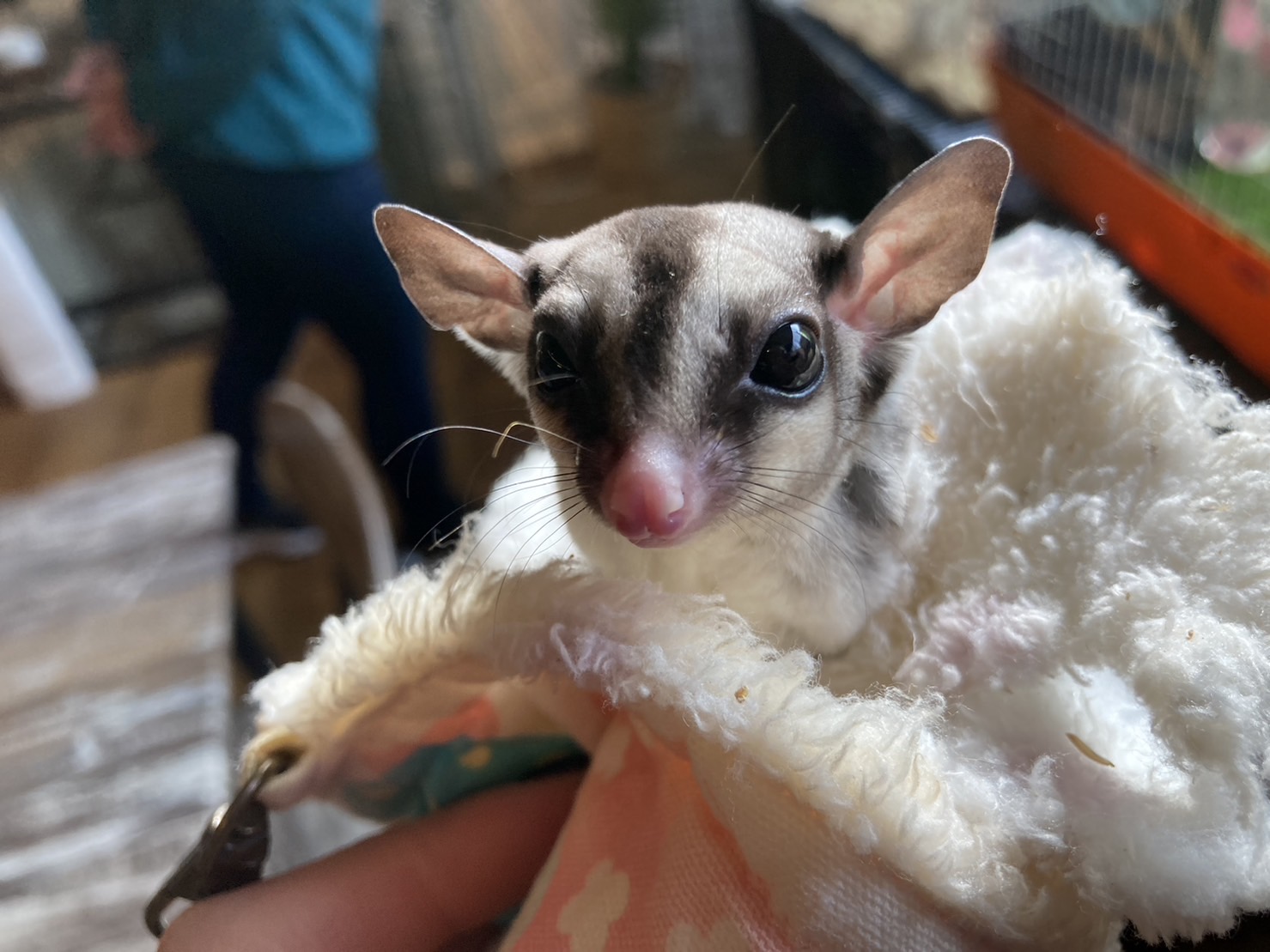 モモンガハウス(スイーツVer.3) ボア白   1950円 モモンガハウス(スイーツVer.3) ボア白 1950円