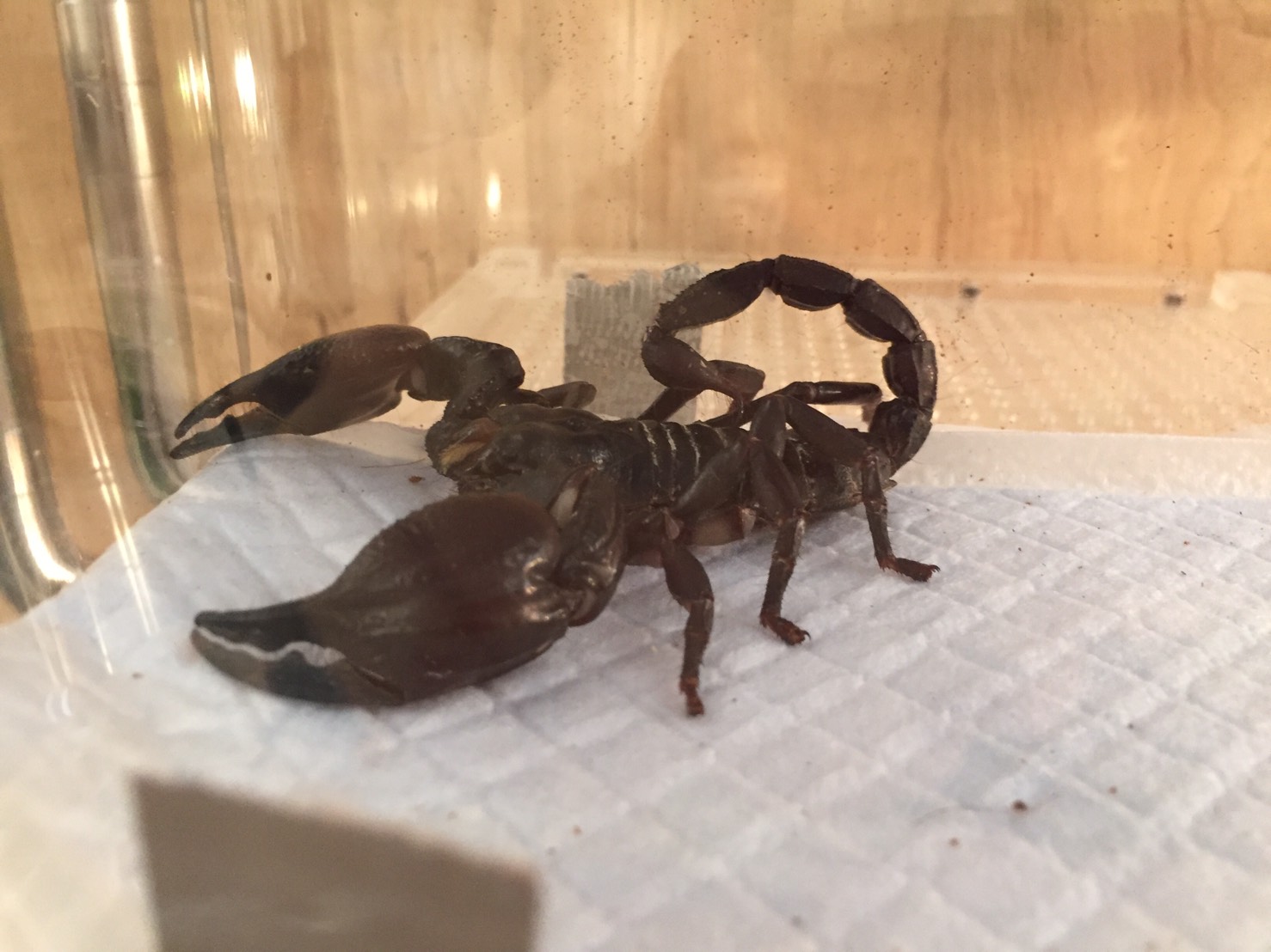 奇蟲 販売 ペットショップricky 珍獣エキゾチックアニマルエキゾチックアニマル専門店 盛岡店 仙台店 青森店 秋田店 福島店 栃木店 ブリーダーズショップ ペット買い取り 東北全域 関東まで出張買い取りもしています