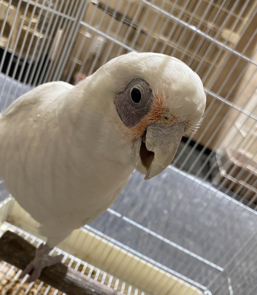 手乗りインコ 小鳥販売 東北 岩手 青森 秋田 宮城 ペットショップricky 珍獣エキゾチックアニマルエキゾチックアニマル専門店 盛岡店 仙台店 青森店 秋田店 福島店 栃木店 ブリーダーズショップ ペット買い取り 東北全域 関東まで出張買い取りもしています