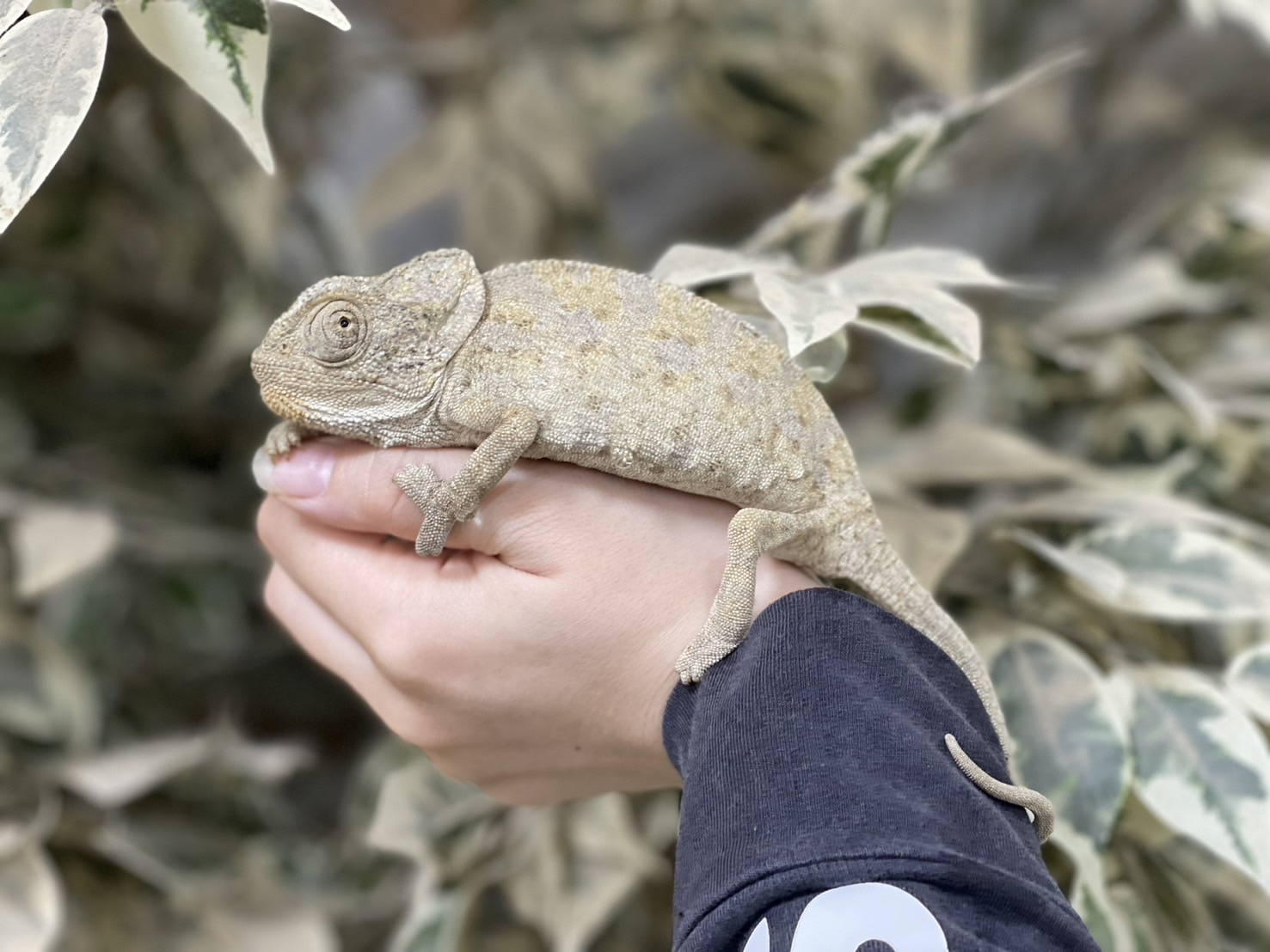 CHAMELEON FACTORY カメレオンファクトリー パラライザーIII
