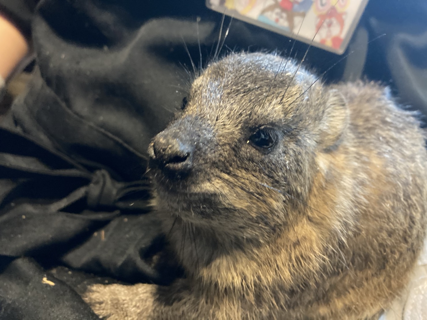 ケープハイラックス 販売 ペットショップricky 珍獣エキゾチックアニマルエキゾチックアニマル専門店 盛岡店 仙台店 青森店 秋田店 福島店 栃木店 ブリーダーズショップ ペット買い取り 東北全域 関東まで出張買い取りもしています