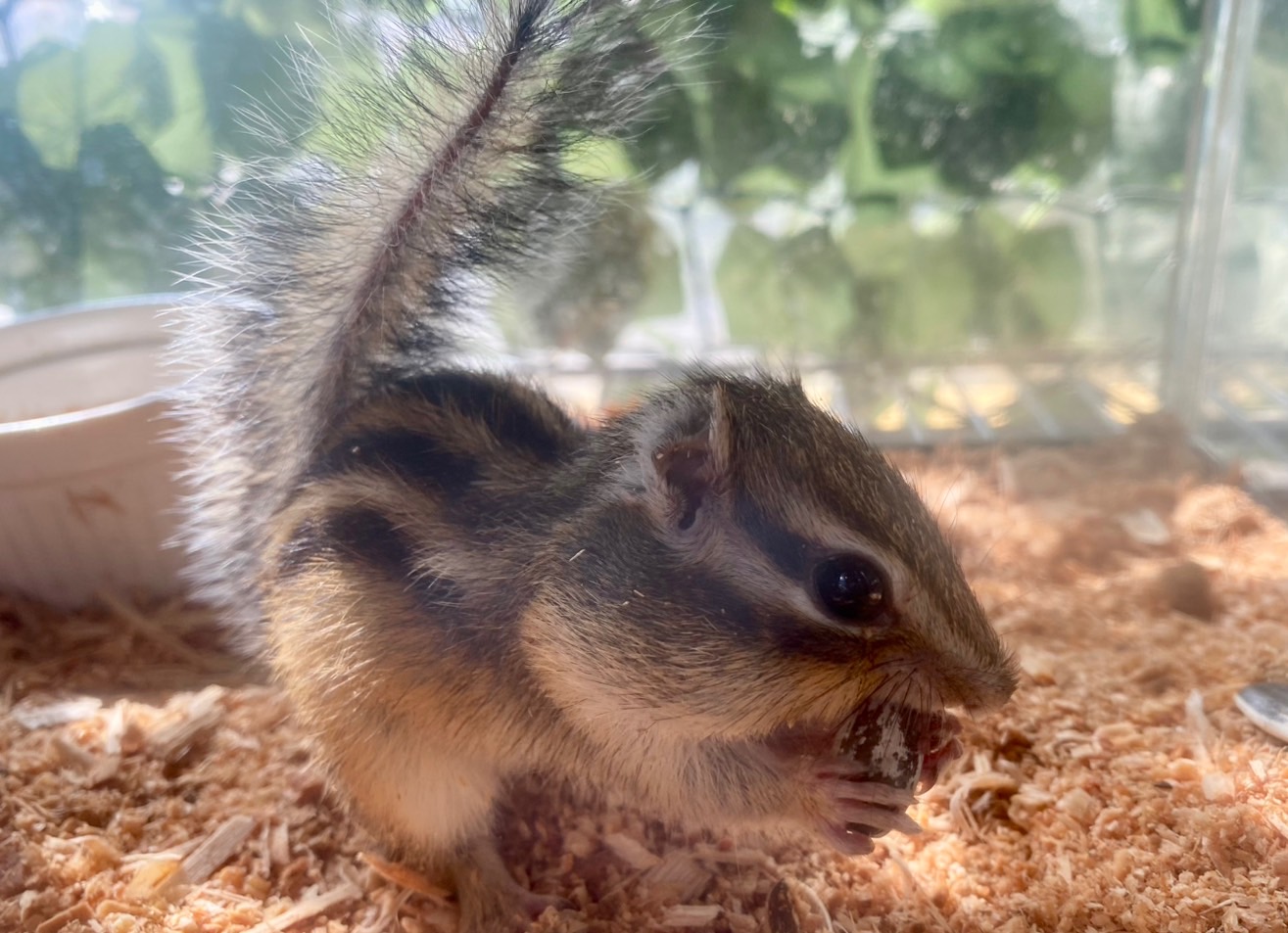 【PSA10】みんなで冒険 リズベット PSA10】みんなで冒険 リズベット 2025年最新】みんなでぼうけん