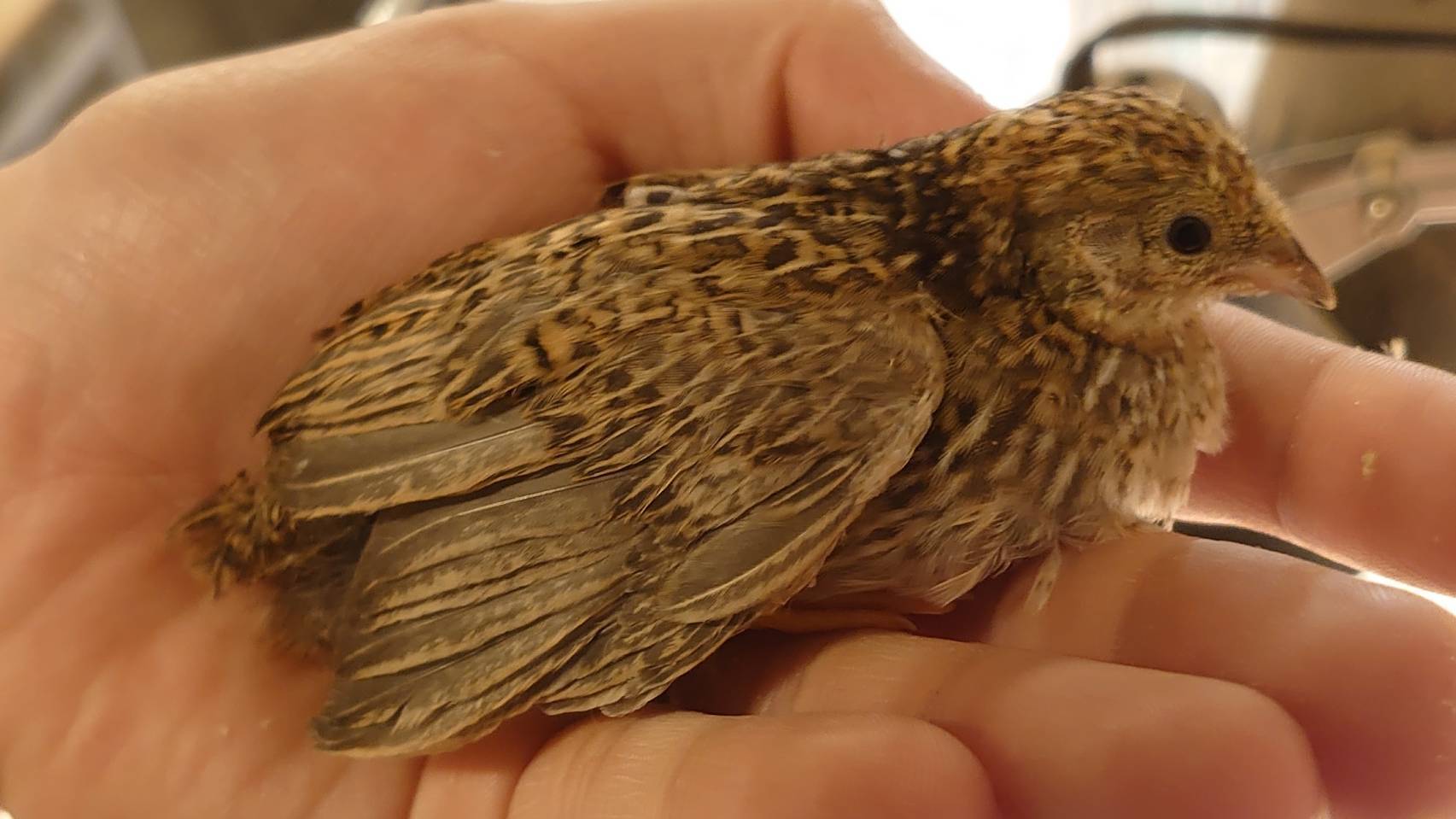 ひめうずら研究室の餌 成鳥用｜ひめうずら研究室