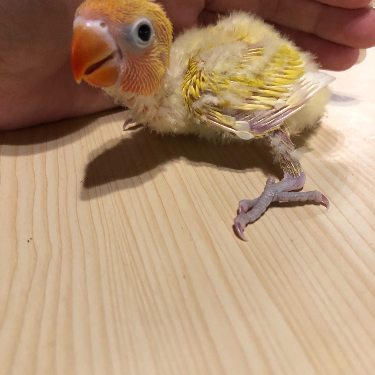 ボタンインコ 販売 ペットショップricky 珍獣エキゾチックアニマルエキゾチックアニマル専門店 盛岡店 仙台店 青森店 秋田店 福島店 栃木店 ブリーダーズショップ ペット買い取り 東北全域 関東まで出張買い取りもしています