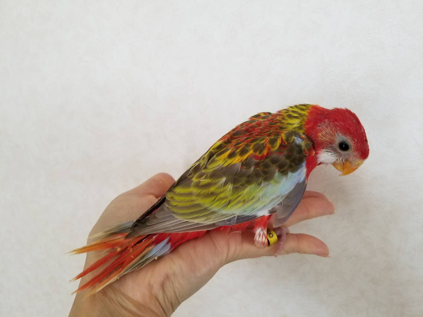 手乗りインコ 小鳥販売 東北 岩手 青森 秋田 宮城 ペットショップricky 岩手県盛岡市 珍獣エキゾチックアニマル専門店 ペット買い取り 東北全域 関東まで出張買い取りもしています 手乗りインコ 小鳥販売 東北 岩手 青森 秋田 宮城 ペットショップricky 岩手県盛岡市 珍獣エキゾチックアニマル専門店 ペット買い取り 東北全域 関東まで出張買い取りもしています