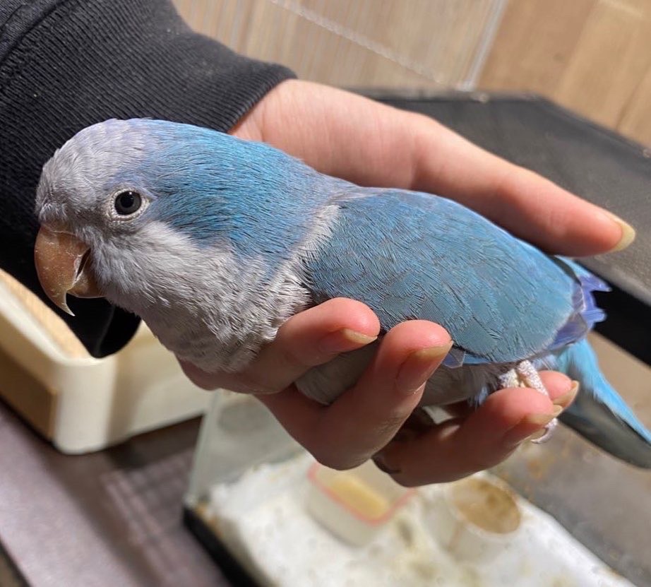 オキナインコ 販売 ペットショップricky 珍獣エキゾチックアニマルエキゾチックアニマル専門店 盛岡店 仙台店 青森店 秋田店 福島店 栃木店 ブリーダーズショップ ペット買い取り 東北全域 関東まで出張買い取りもしています