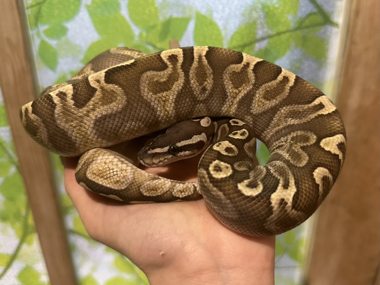 【30体限定！】【動物の惑星】ボールパイソン　フルブラック　アニマルプラネット Amazon.co.jp: 限定品 動物の惑星 アニマルプラネット 爬虫類リアル