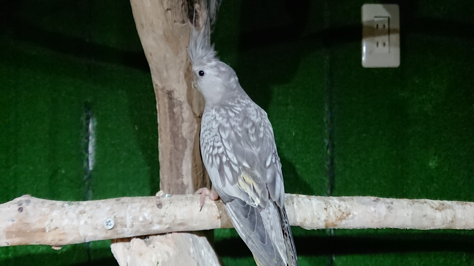 インコ 小鳥販売 ペットショップricky 岩手県盛岡市 珍獣エキゾチックアニマル専門店 ペット買い取り 東北全域 関東まで出張買い取りもしています