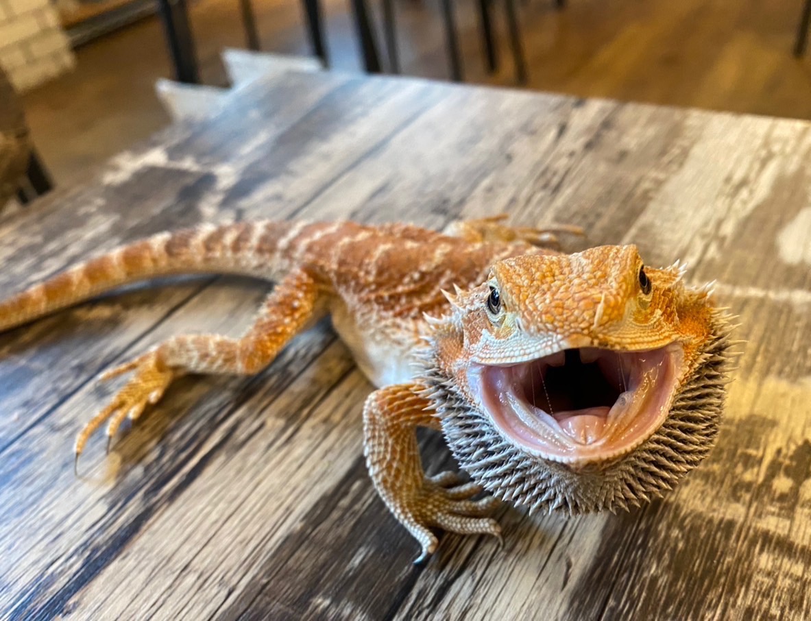 トカゲ 販売 - ペットショップRicky /珍獣エキゾチックアニマル