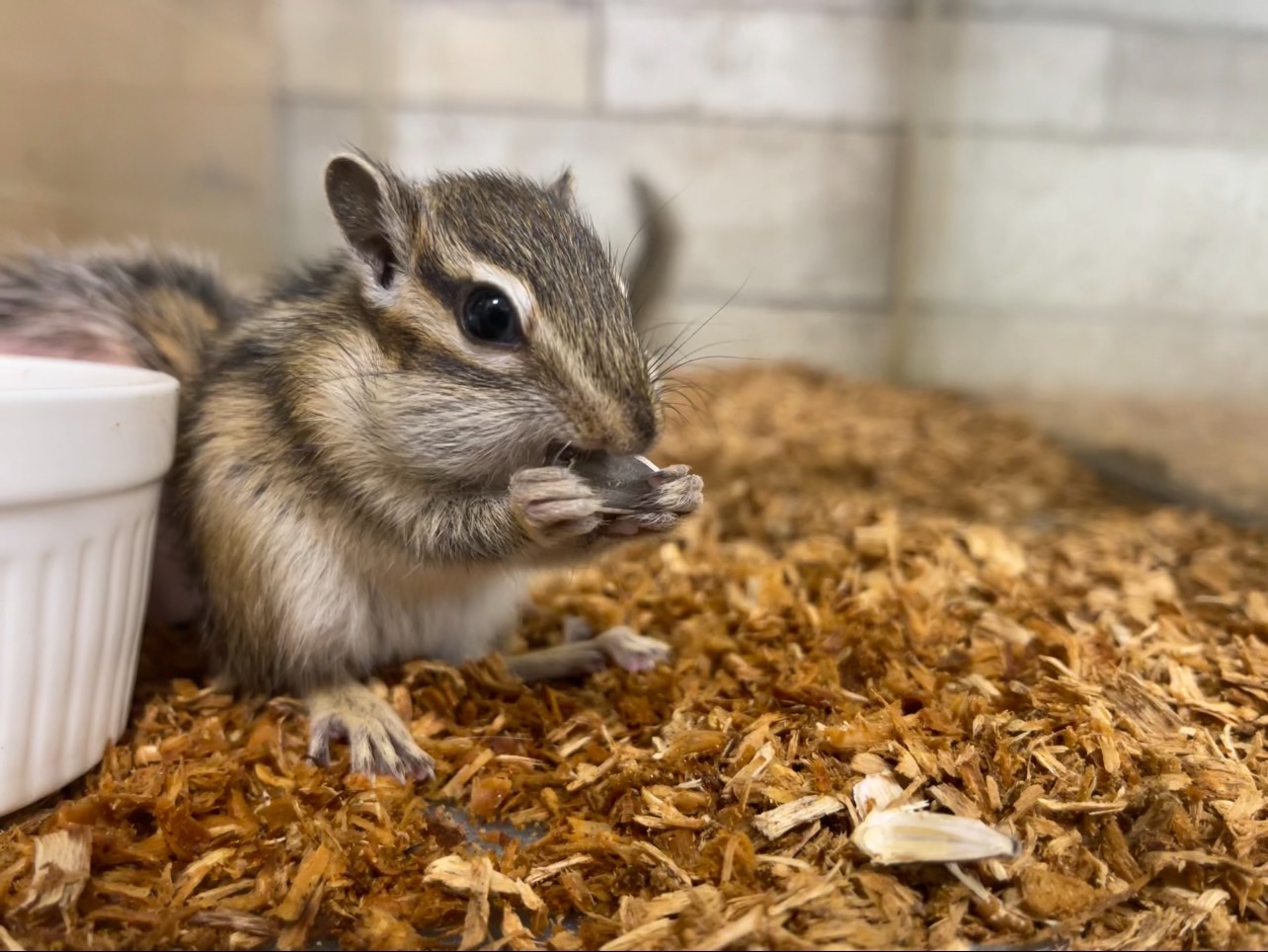 ジリス・リス 販売 - ペットショップRicky /珍獣エキゾチック
