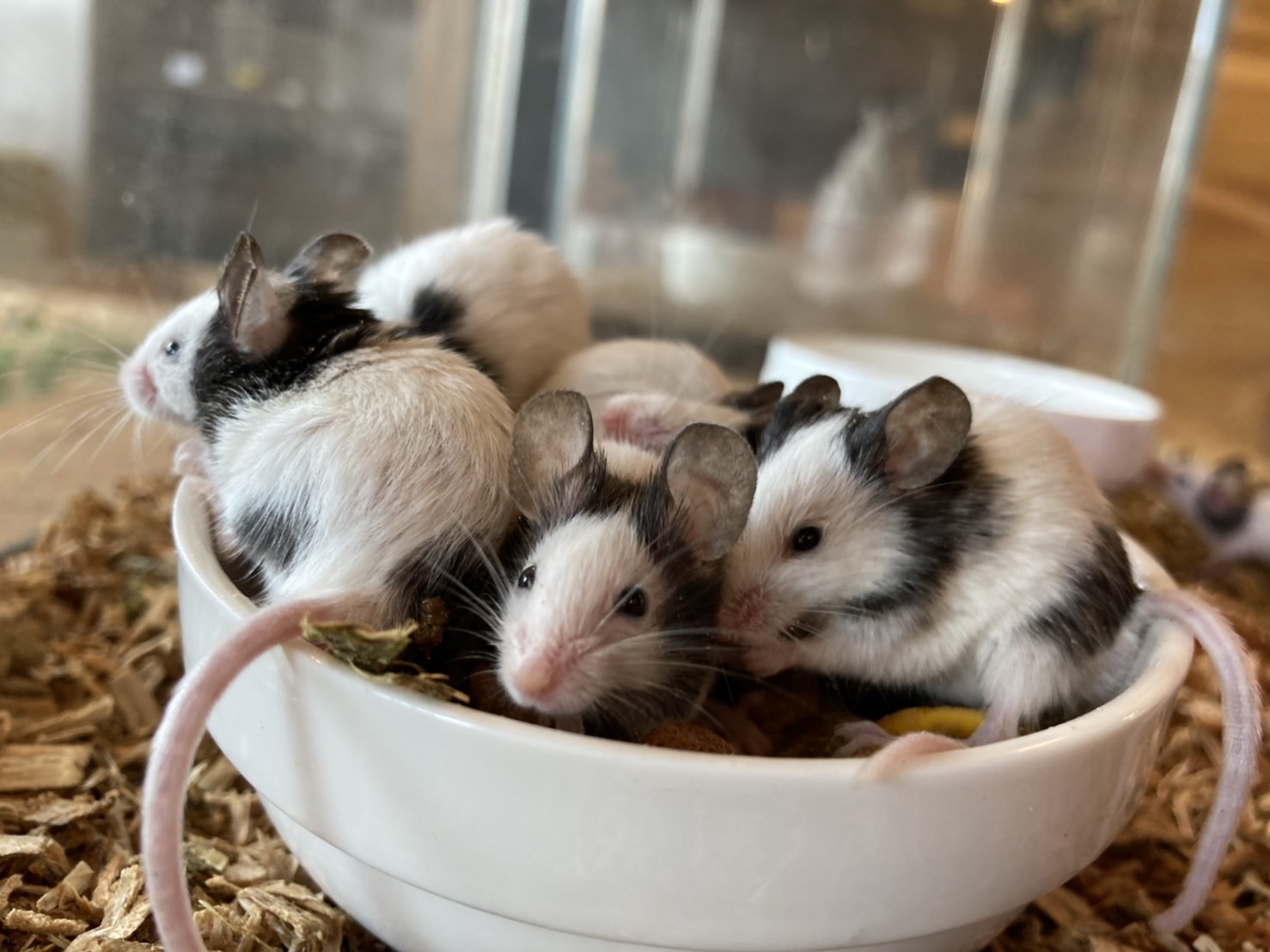 パンダマウス 販売 ペットショップricky 珍獣エキゾチックアニマルエキゾチックアニマル専門店 盛岡店 仙台店 青森店 秋田店 福島店 栃木店 ブリーダーズショップ ペット買い取り 東北全域 関東まで出張買い取りもしています