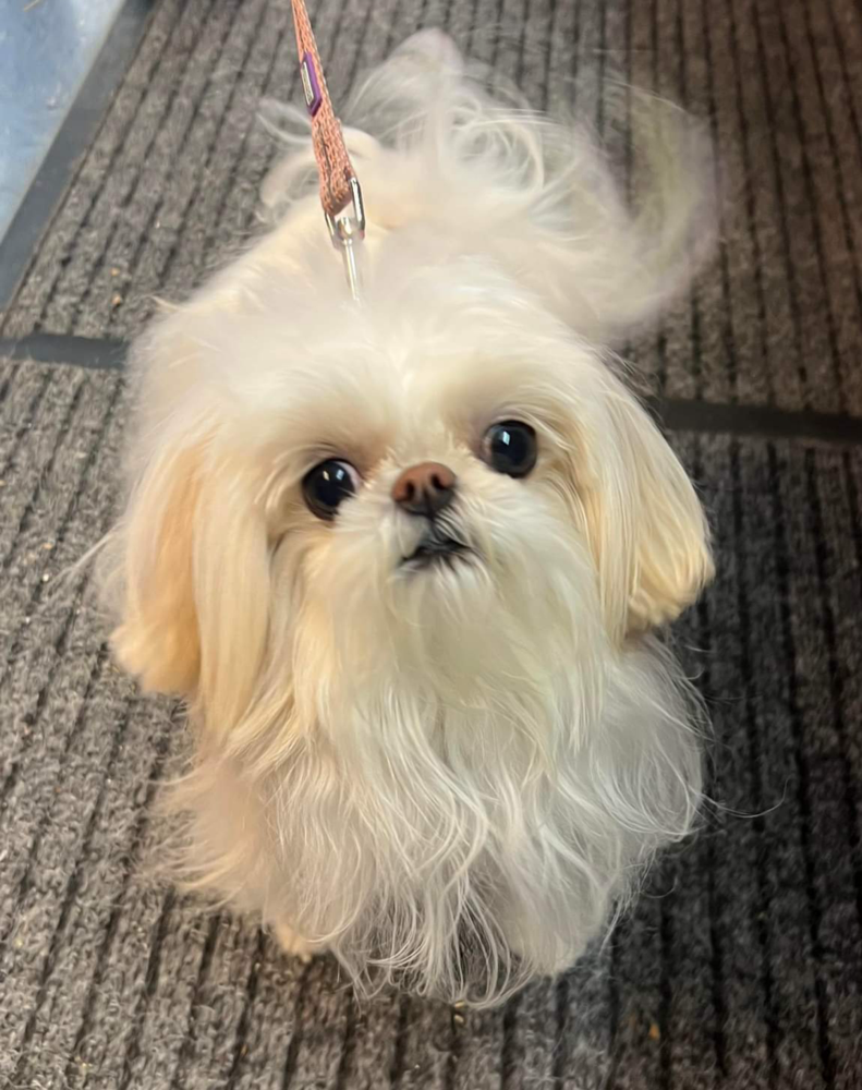 THIS MISCHIEVOUS LITTLE LADY IS PRINCESS THE MALTEASE X 😊