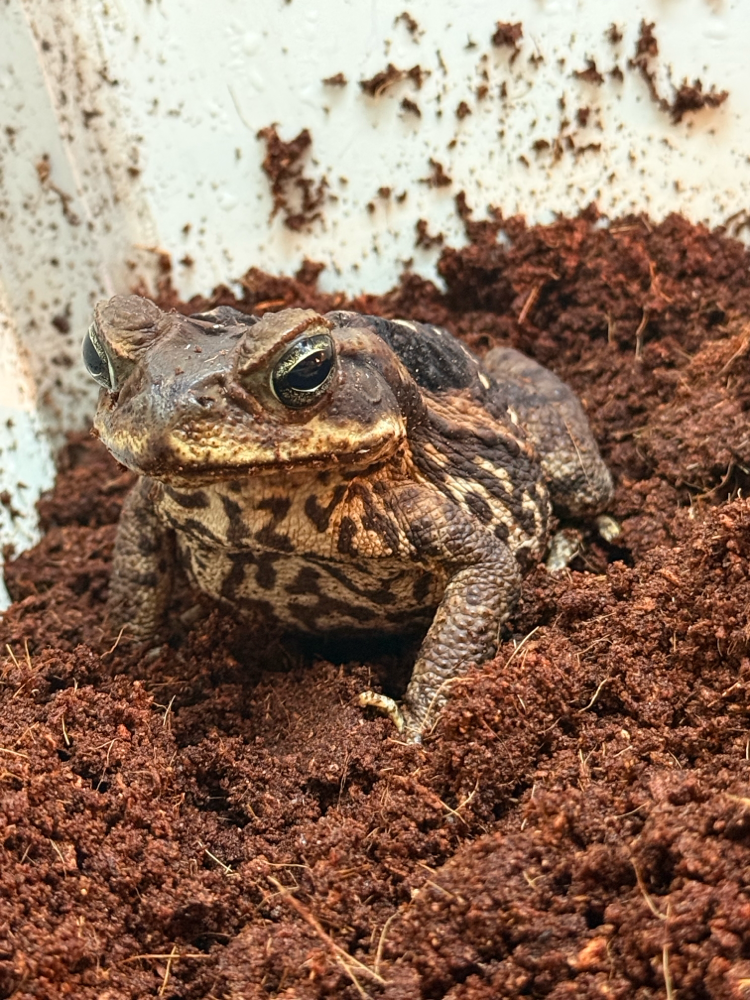 Marine toad