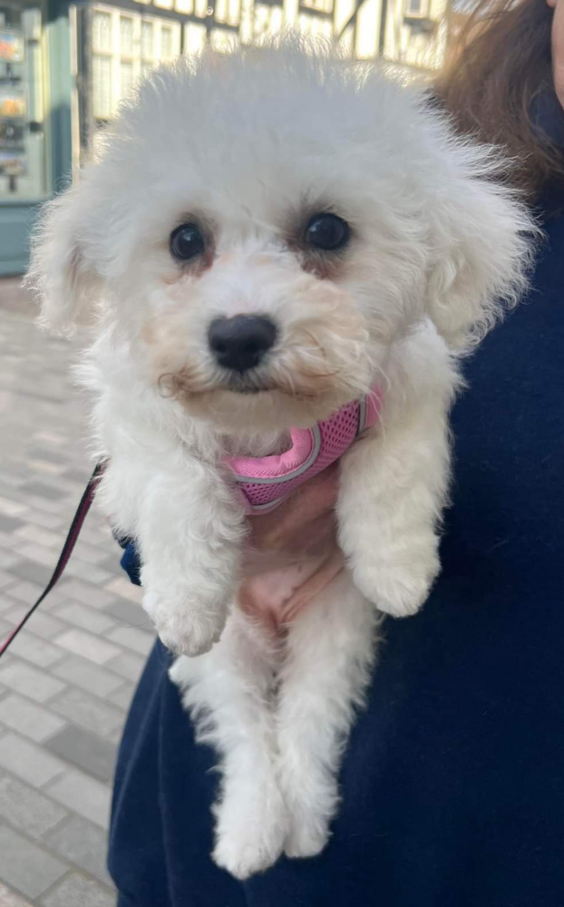 TILLY THE BISHON FRISÉ PUP AFTER HER FIRST BATH 😊