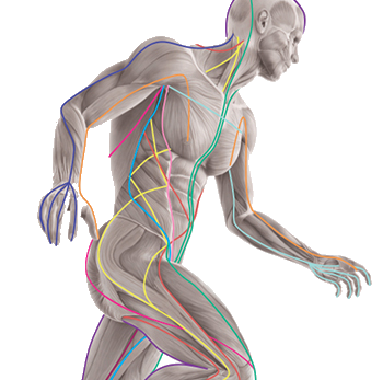 Muskelschlingen Training - Synapsanum