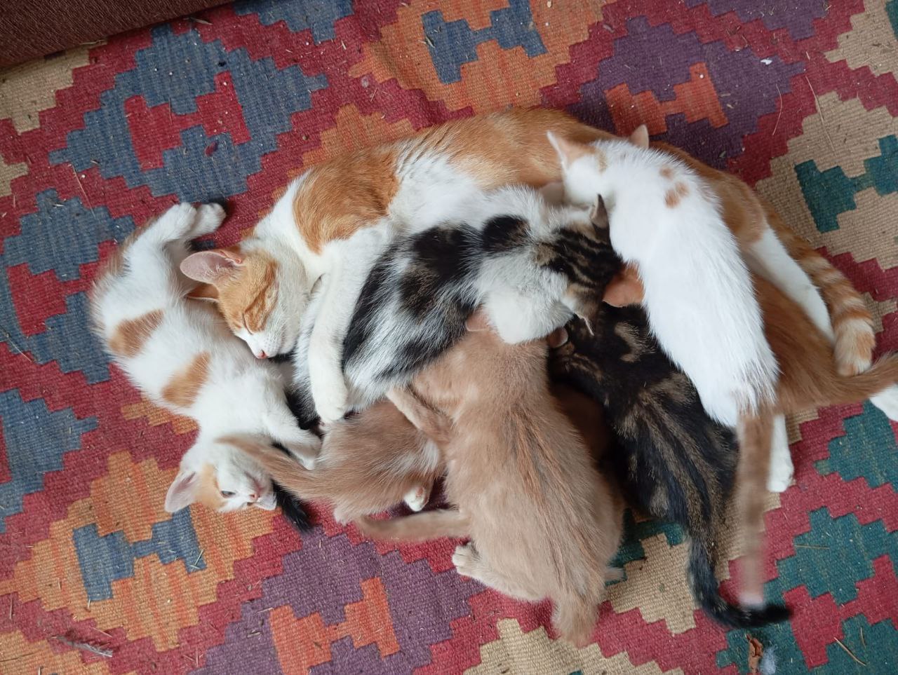 Caramel