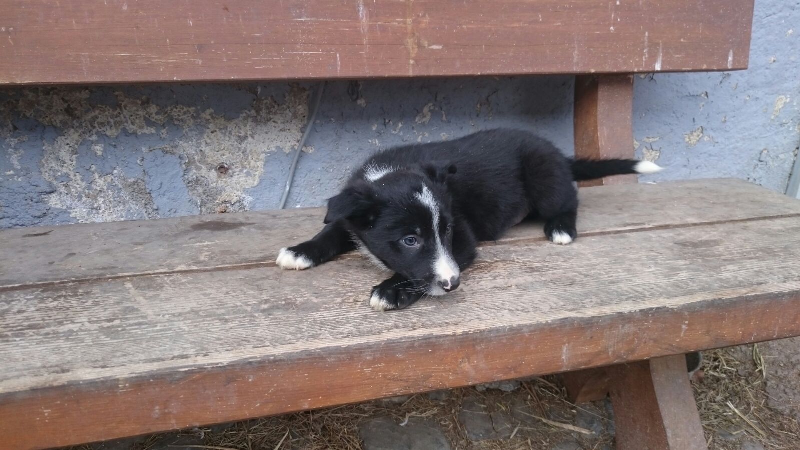 Mein Hund hat Angst / Teil 1 mexontours Webseite!