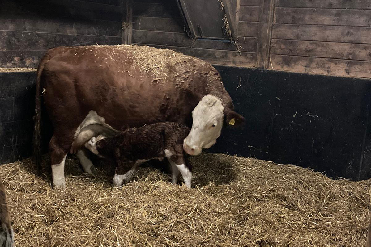 Nachwuchs beim Simmentaler Fleckvieh