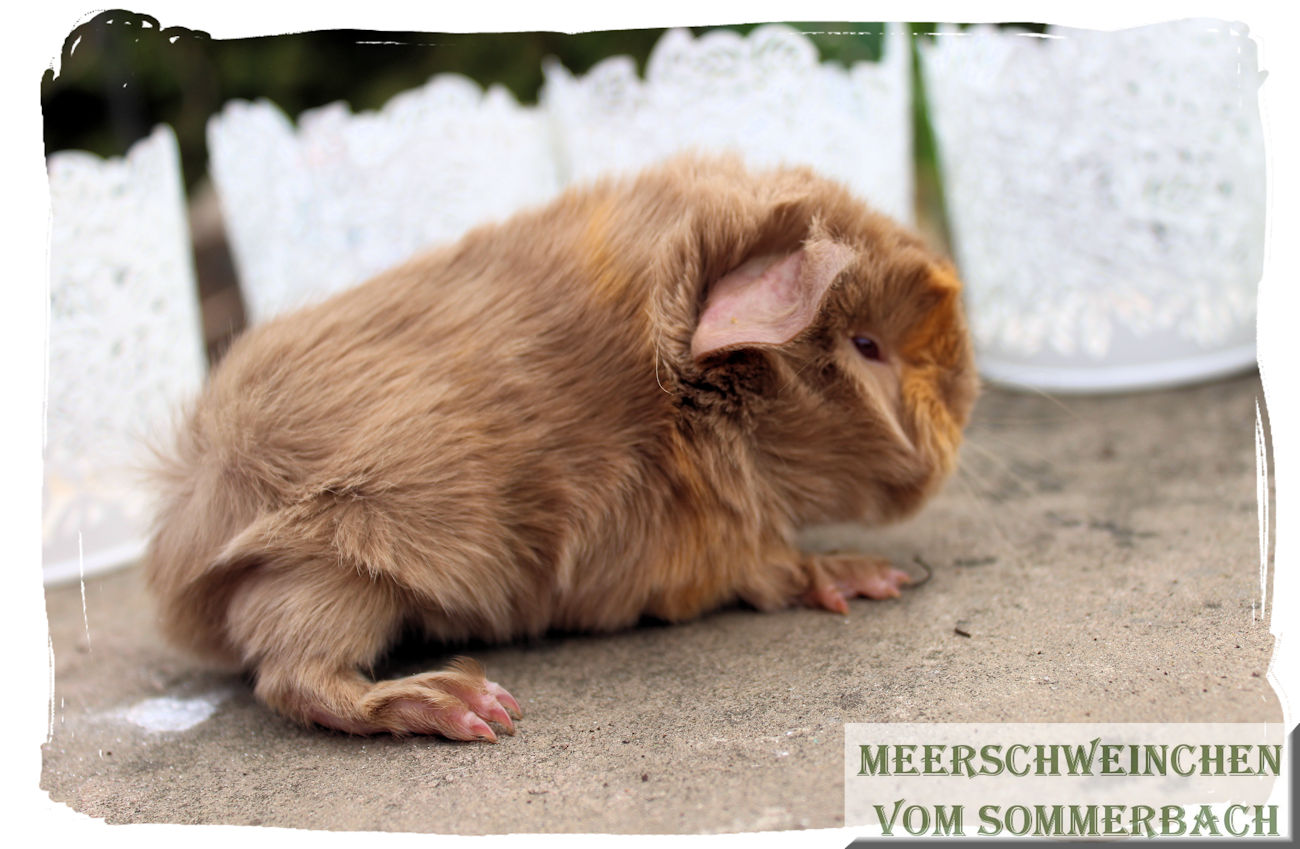 Jever vom Sommerbach, Geburt