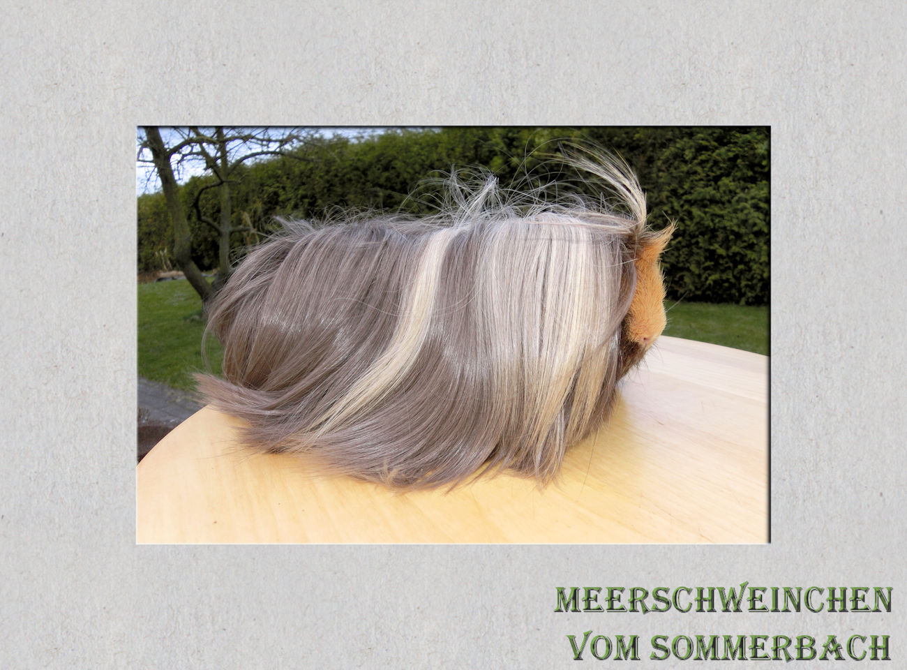 Hagrid vom Sommerbach 7 Monate alt