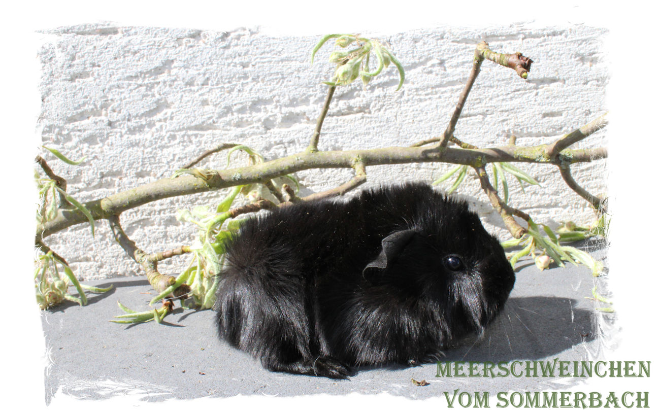 Eloy vom Sommerbach, Geburt