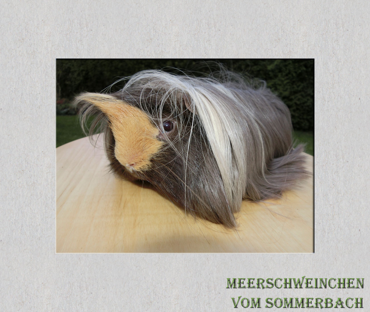 Hagrid vom Sommerbach 7 Monate alt