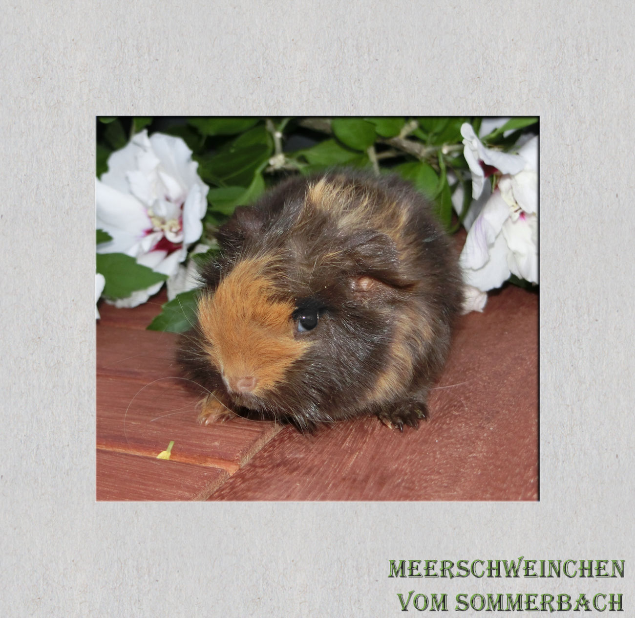Hagrid vom Sommerbach 2 Wochen alt