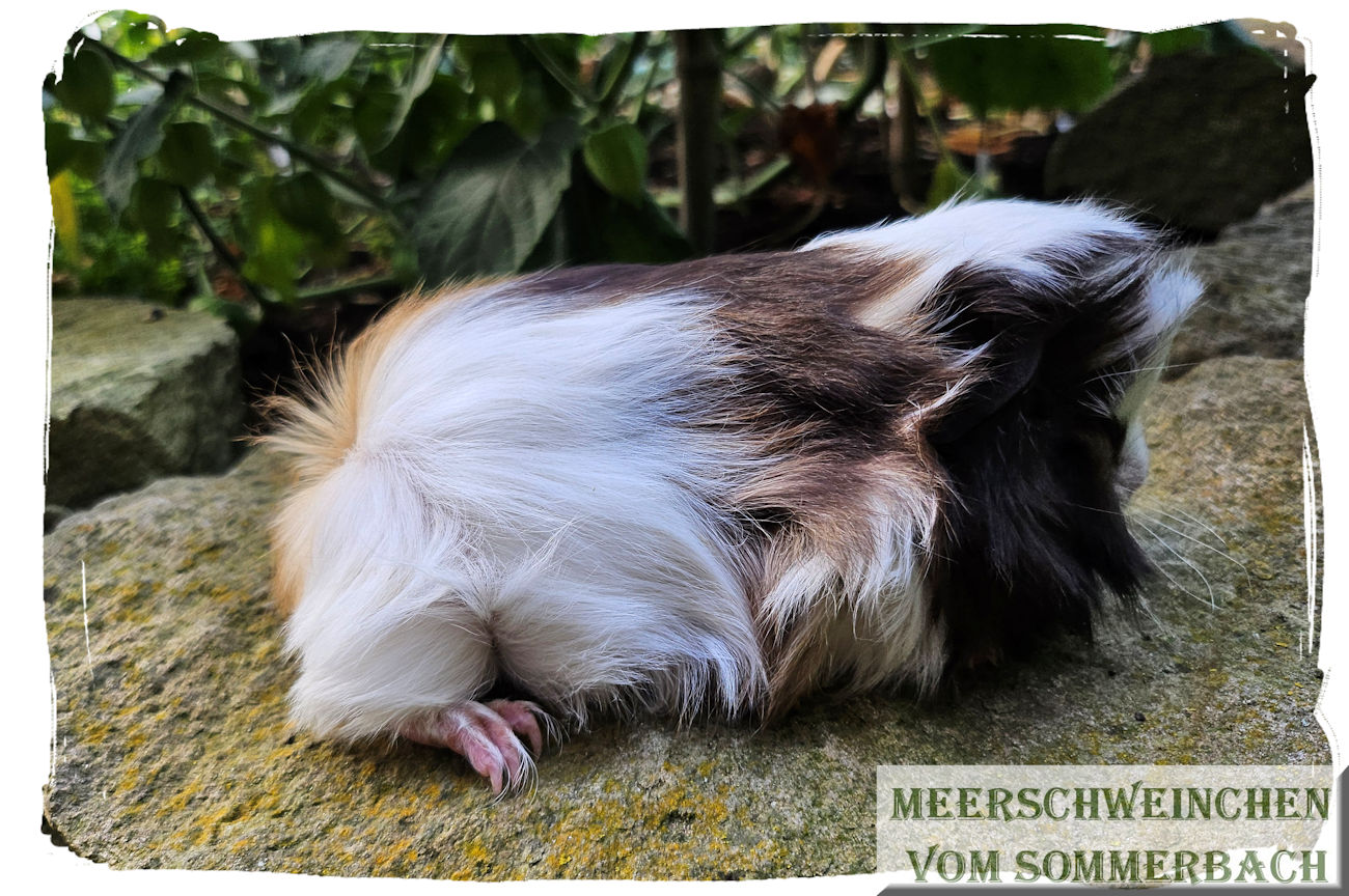 Lie vom Sommerbach