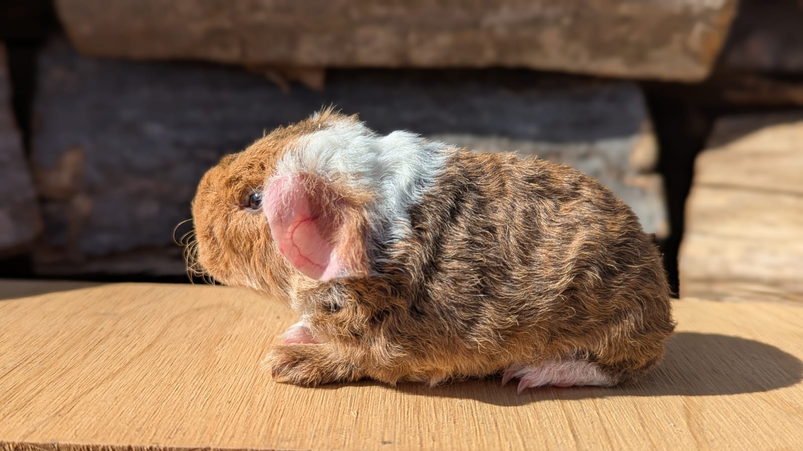 Minu's Liebling von der Sonnenwiese, Foto Lars Hellwig