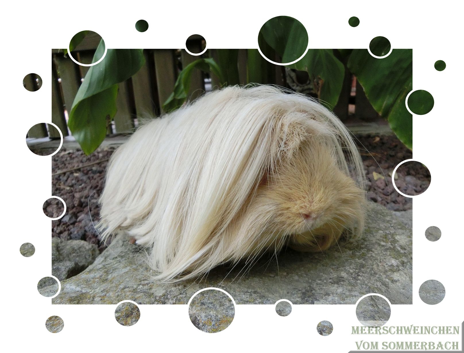 Asterix vom Sommerbach 08/2015