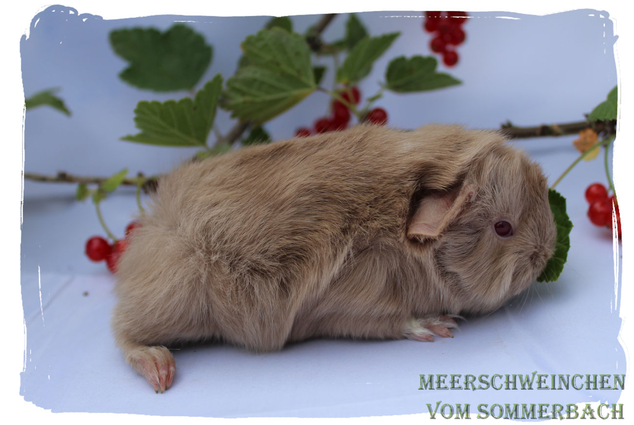 Elsa vom Sommerbach, Geburt