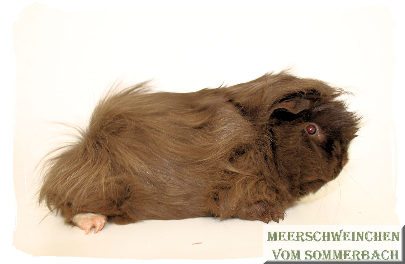 Bandito vom Sommerbach, 2,5 Monate 